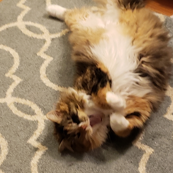 Photo Shoot (for wet-food🥫🍛🦀🦐) - Picture 4 of 9